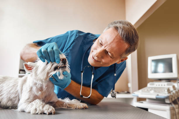 Best Emergency Wisdom Teeth Removal in Woodville, FL